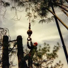 Reliable yard cleanup service experts serving Falls Church, VA - Bailey's Tree Service