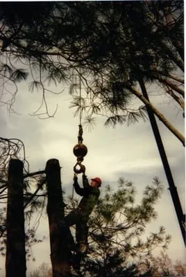 Bailey's Tree Service Logo