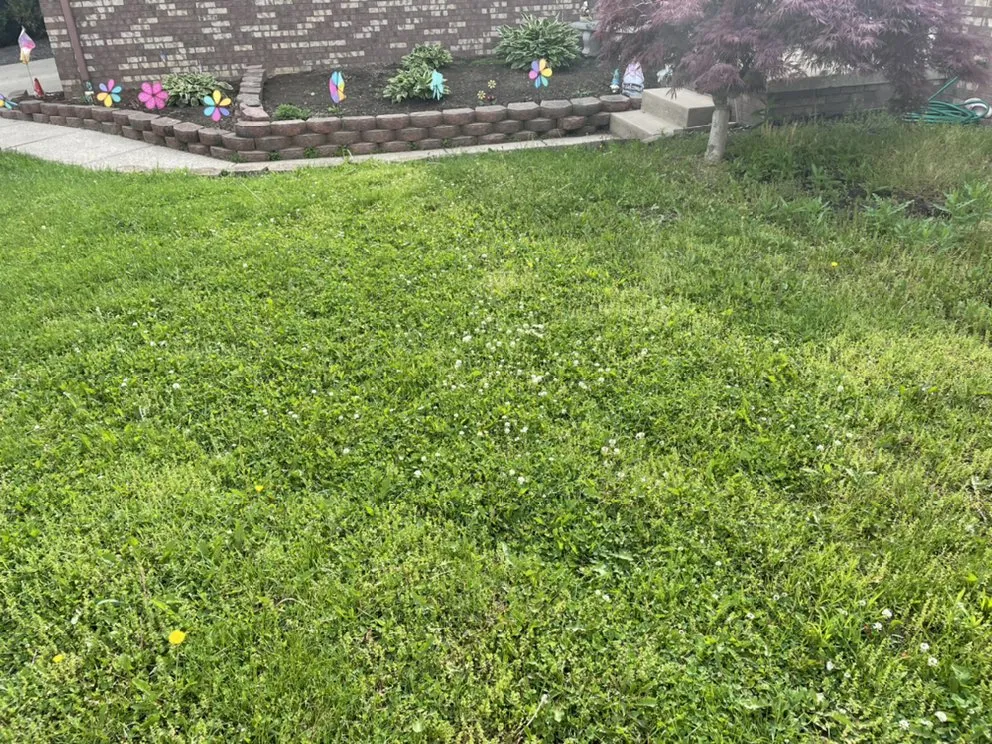 Custom yard cleanup service for beautiful yards across Port Washington, OH - Bair Foot Lawncare