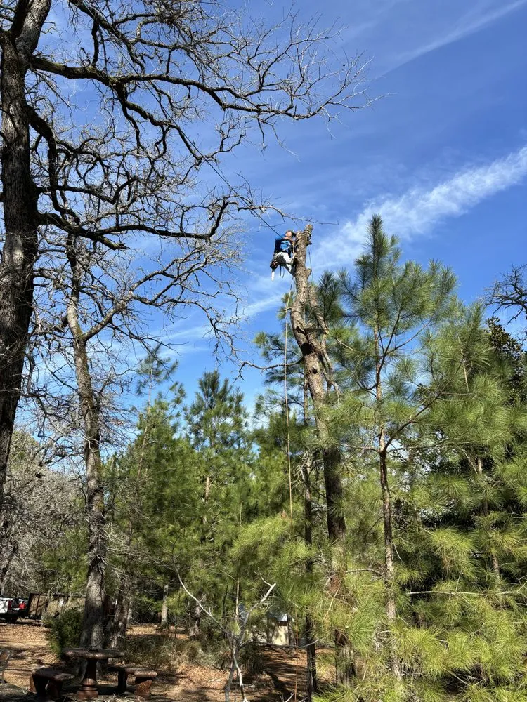 Local yard maintenance in Cedar Creek, TX by Bairon'e Perez Trees Service
