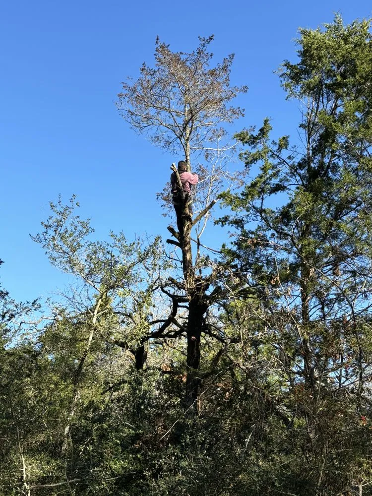 Local lawn care service in Cedar Creek, TX - Bairon'e Perez Trees Service