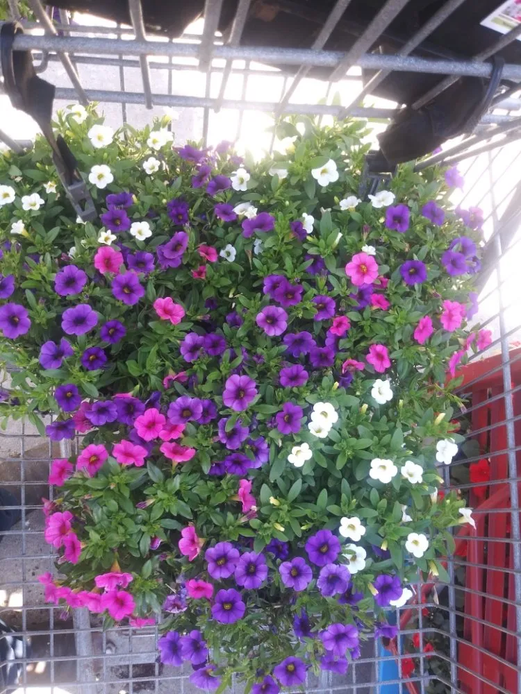 Top-rated yard maintenance experts serving Edgewood, MD - BAJ Landscaping