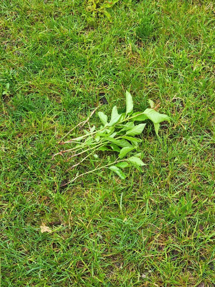 Reliable yard maintenance near you across Highland, NY - Baker & Sons Landscaping