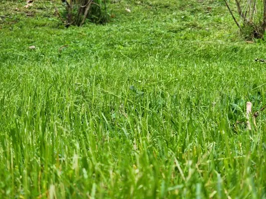 Baker & Sons Landscaping