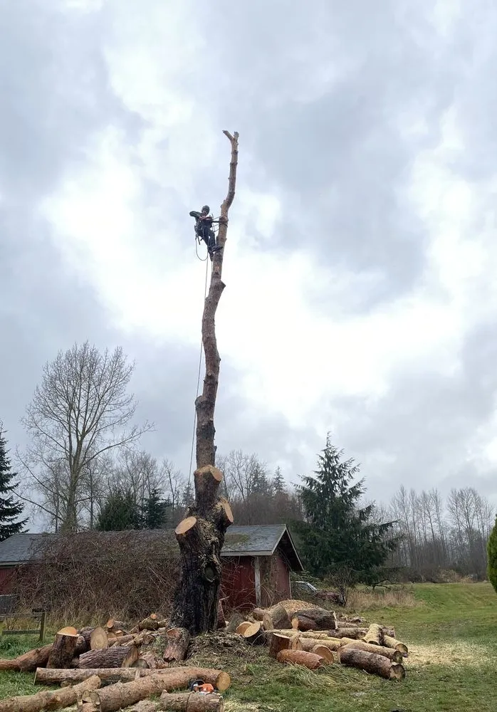 Custom lawn care service for residential properties in Bow, WA by Baker Tree & Garden