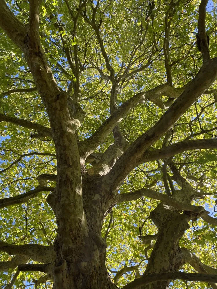 Trusted lawn care service in Bow, WA by Baker Tree & Garden