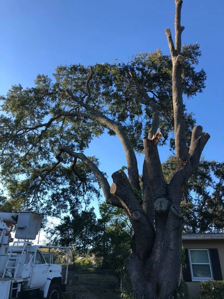 Reliable residential landscaping in Mulberry, FL - Bakers All Around Tree Service