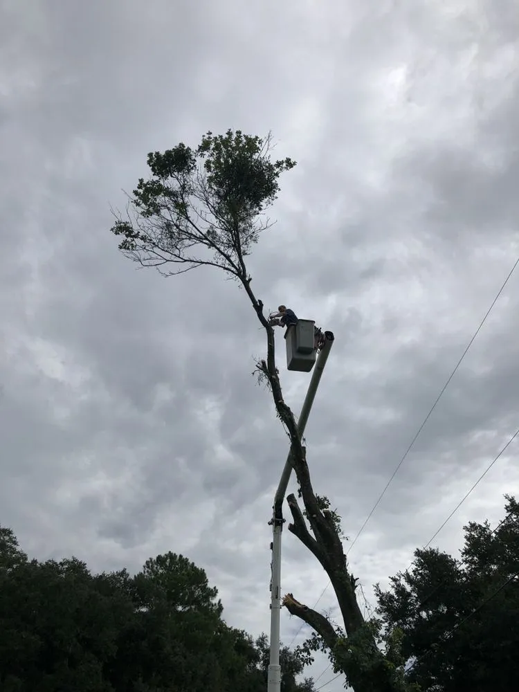 Professional outdoor landscaping for year-round maintenance in Mulberry, FL by Bakers All Around Tree Service