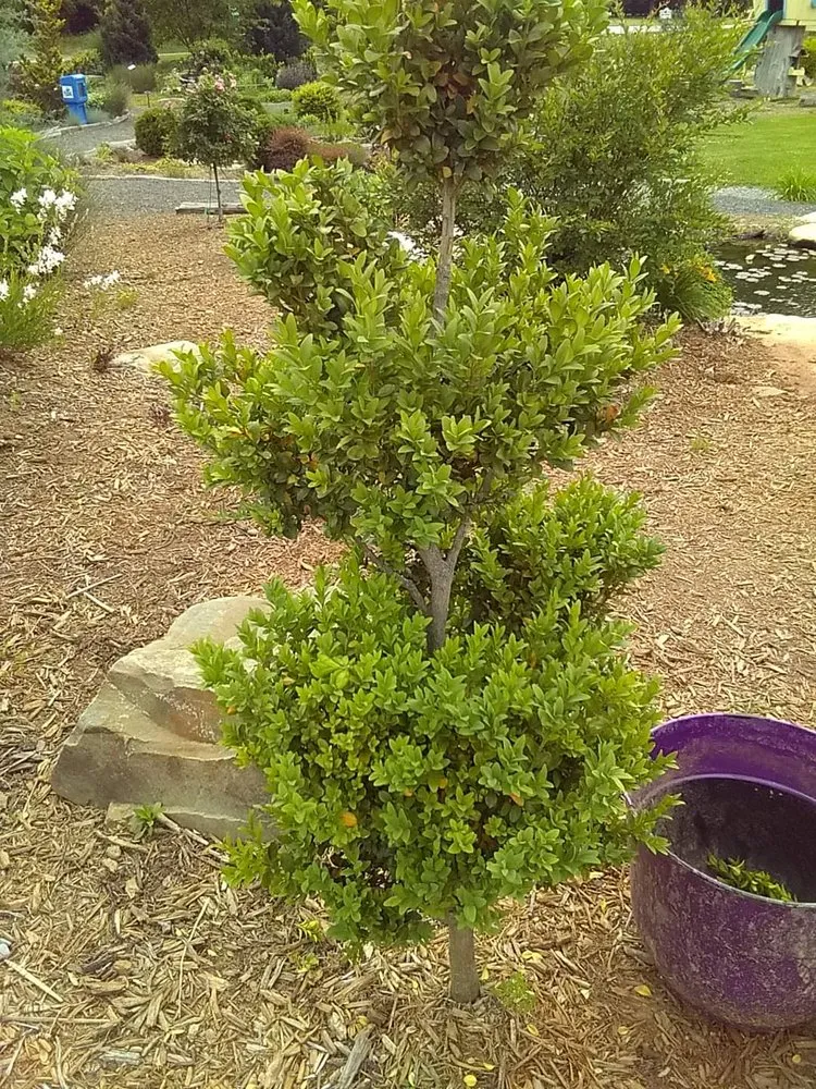 Expert yard cleanup service for homes across King, NC - Bakers Botanicals