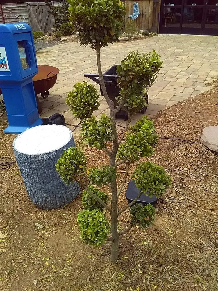 Top-rated yard cleanup service for beautiful yards in King, NC by Bakers Botanicals