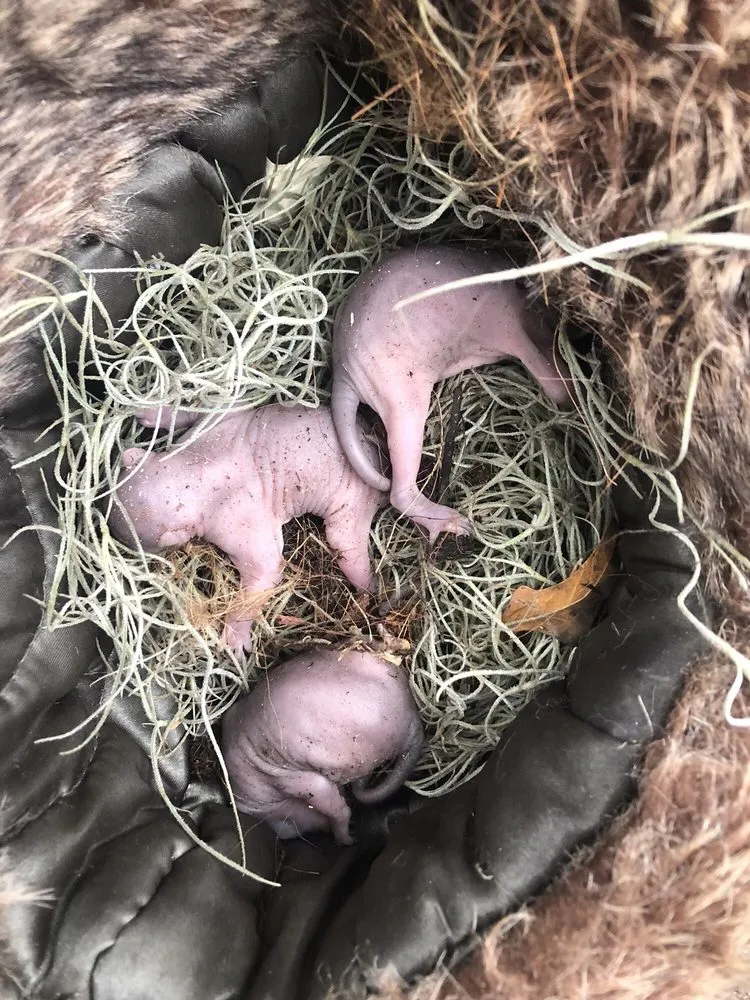 Top-rated yard maintenance for year-round maintenance across Savannah, GA - Bakers Tree Service