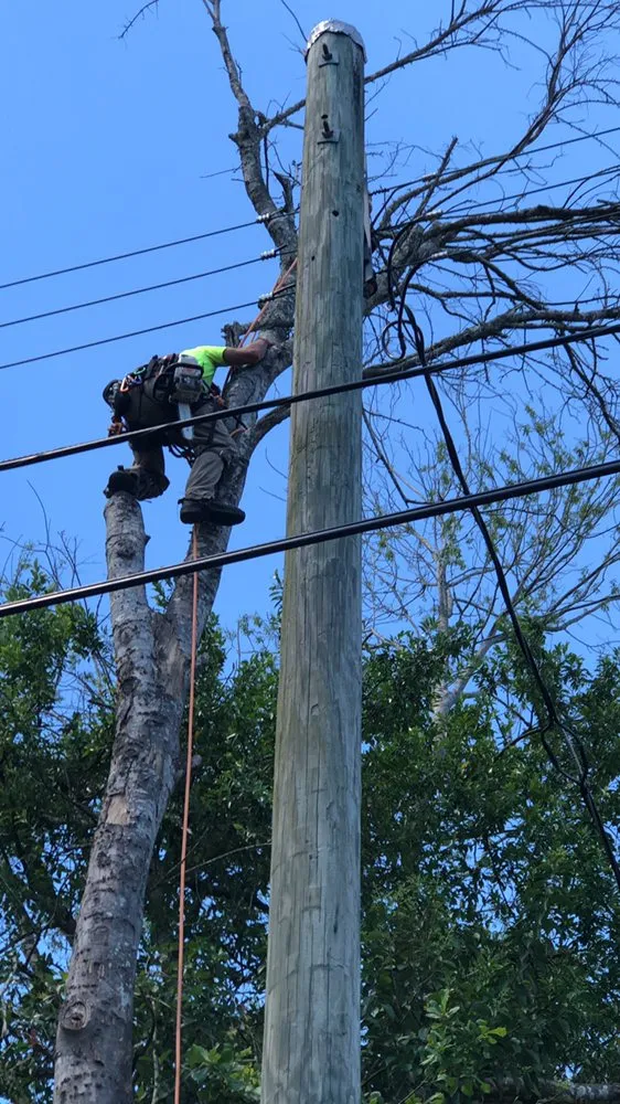 Trusted lawn mowing service in Savannah, GA by Bakers Tree Service