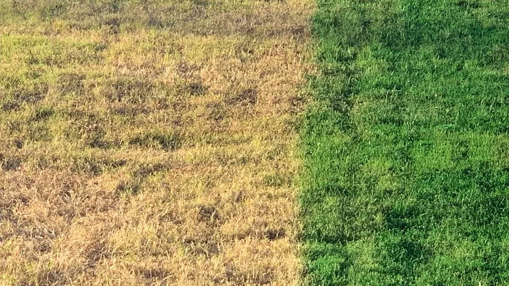 Professional lawn mowing service in Bakersfield, CA by Bakersfield Lawn Painting