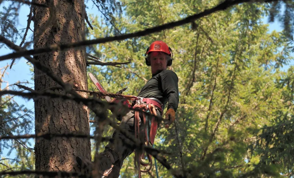Reliable yard maintenance experts serving Eugene, OR - Bakke Tree Care