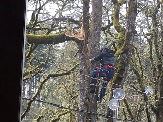 Local residential landscaping in Eugene, OR by Bakke Tree Care