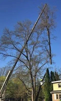 Bakkelund Tree & Landscape Service