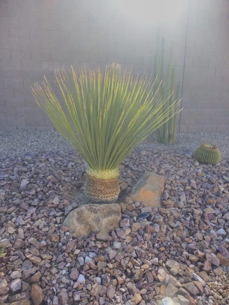 Custom landscaping services in Las Vegas, NV - Balcarcel Landscaping