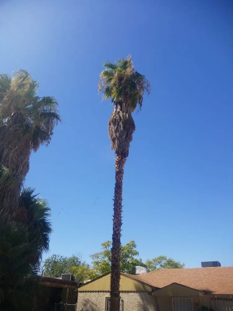 Local landscape installation for year-round maintenance across Las Vegas, NV - Balcarcel Landscaping