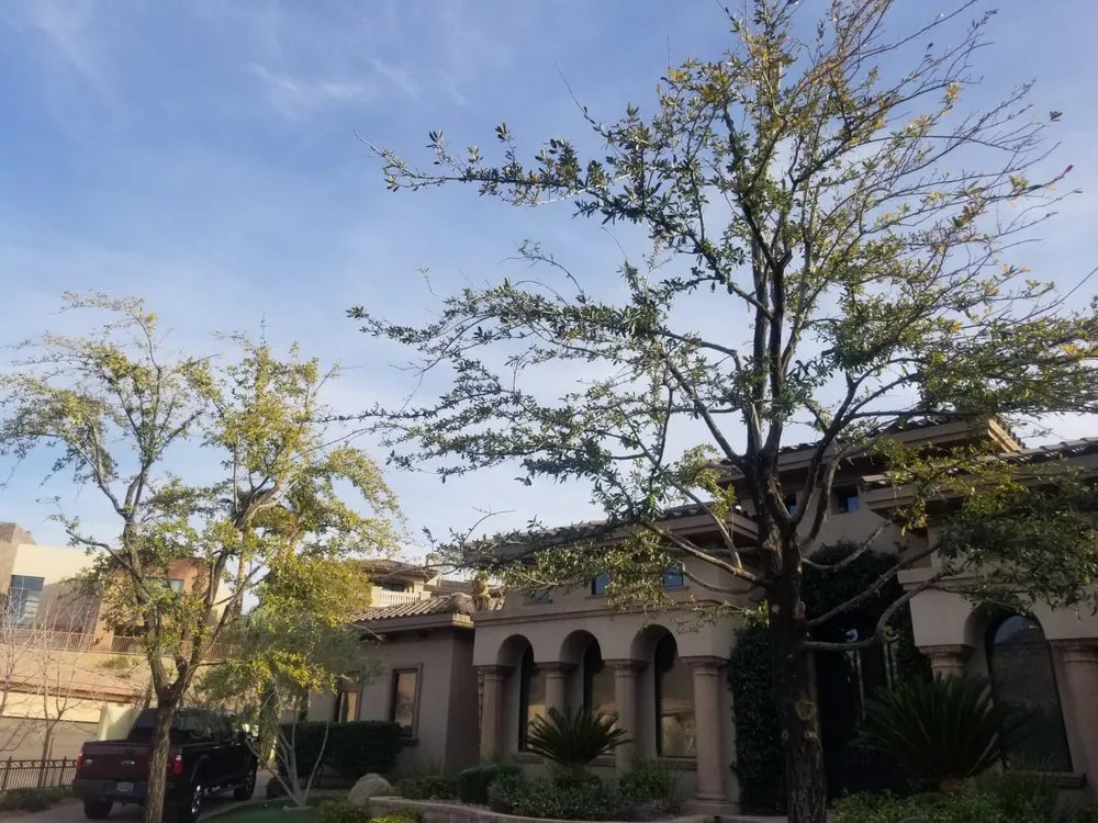 Reliable landscape installation in Las Vegas, NV by Balcarcel Landscaping