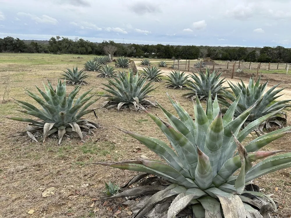 Local lawn care service experts serving Austin, TX - Balch Outdoor Services