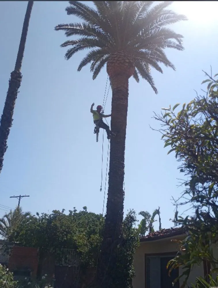 Reliable landscape design experts serving San Fernando Valley, CA - Balderas Jr Tree Service