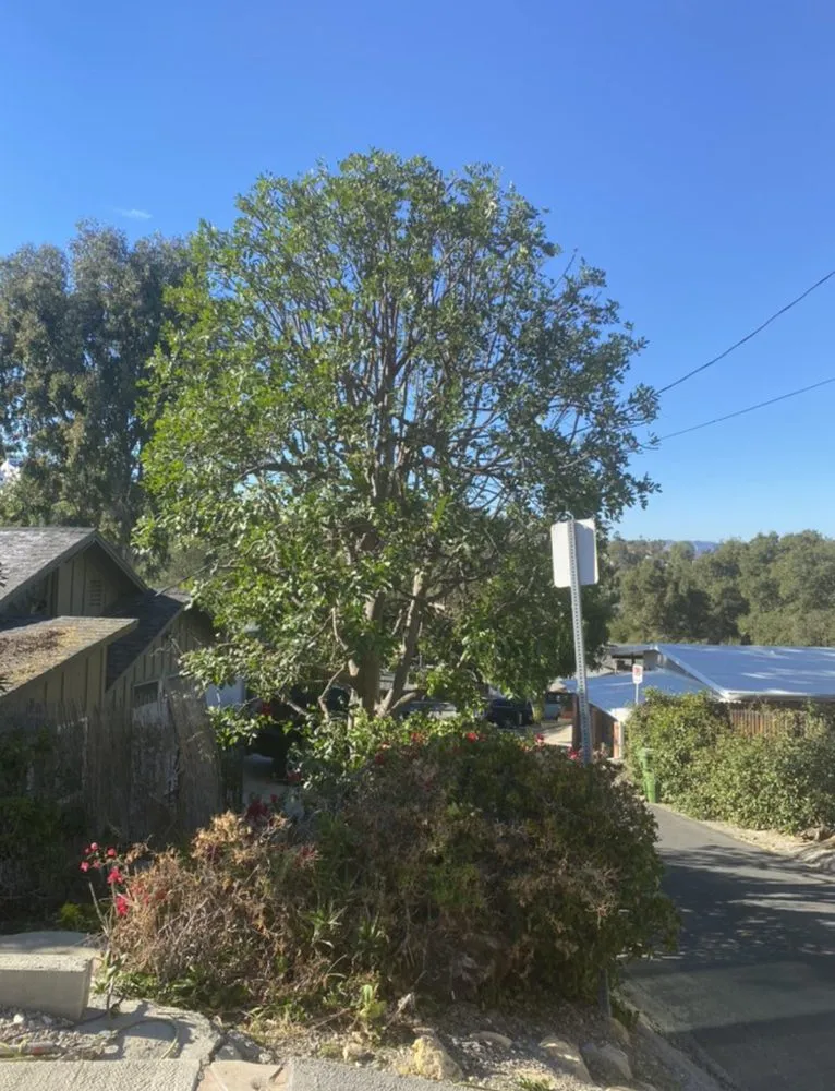 Reliable landscape installation in San Fernando Valley, CA by Balderas Jr Tree Service