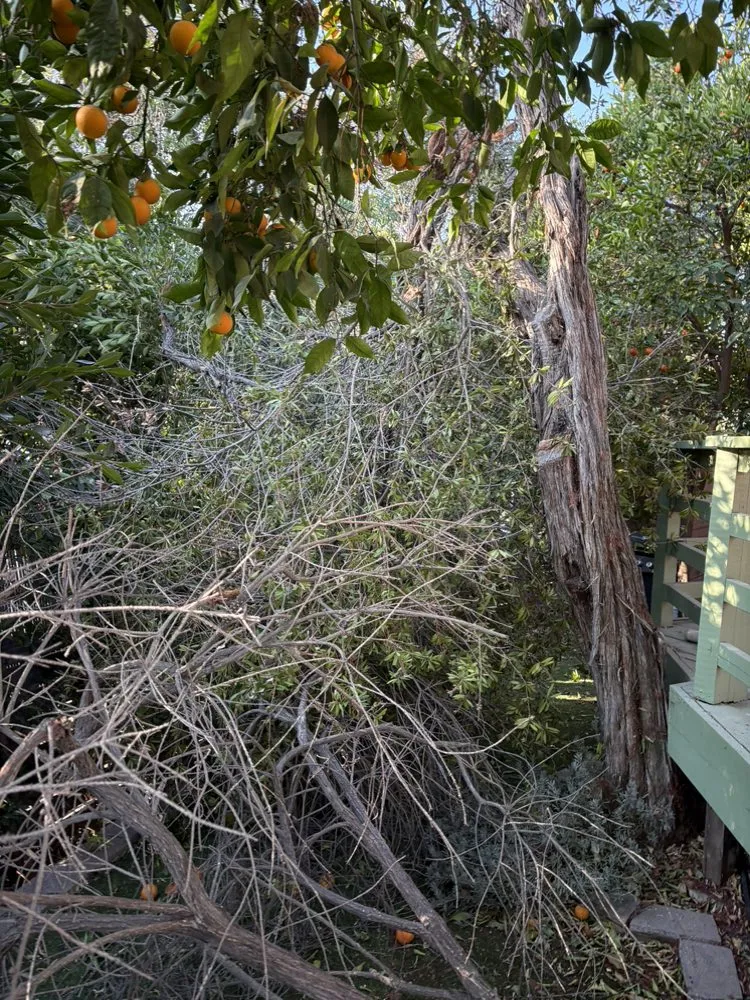 Affordable garden landscaping in San Fernando Valley, CA by Balderas Jr Tree Service