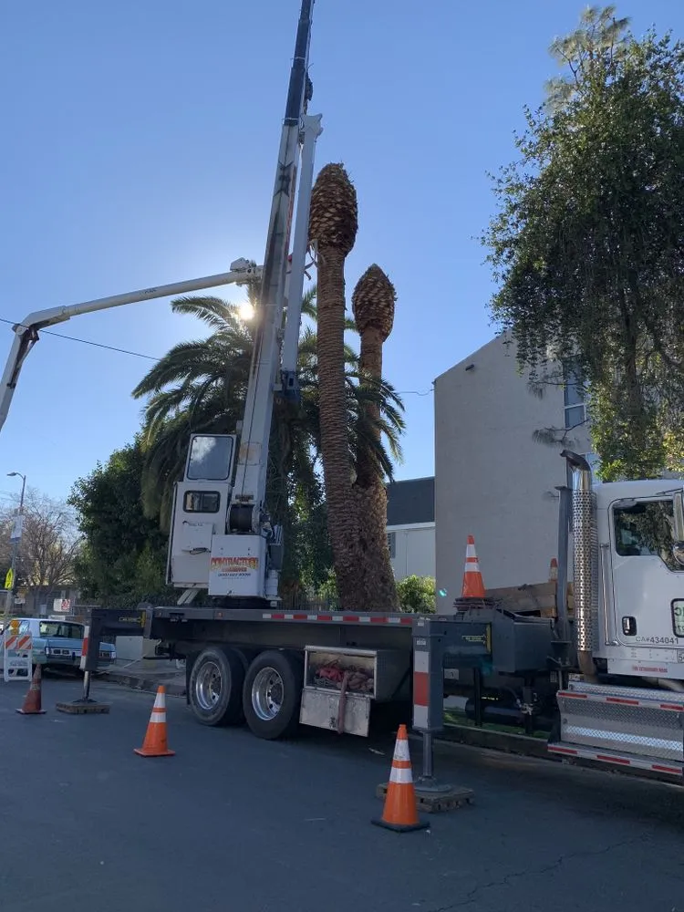 Custom landscaping services in San Fernando Valley, CA by Balderas Jr Tree Service