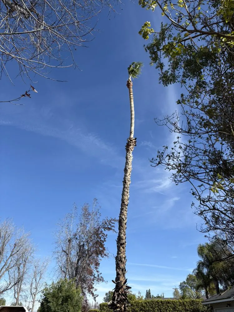 Reliable outdoor landscaping in San Fernando Valley, CA by Balderas Jr Tree Service