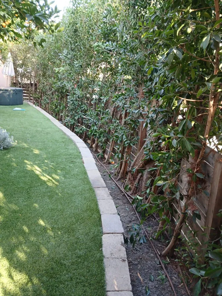 Local yard cleanup service for residential properties in San Fernando Valley, CA by Balderas Jr Tree Service