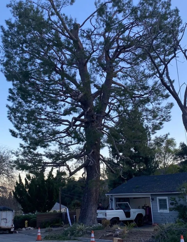 Professional outdoor landscaping for beautiful yards in San Fernando Valley, CA by Balderas Jr Tree Service