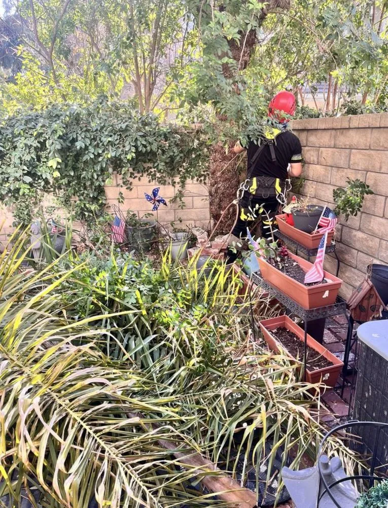 Expert landscape design for residential properties across San Fernando Valley, CA - Balderas Jr Tree Service