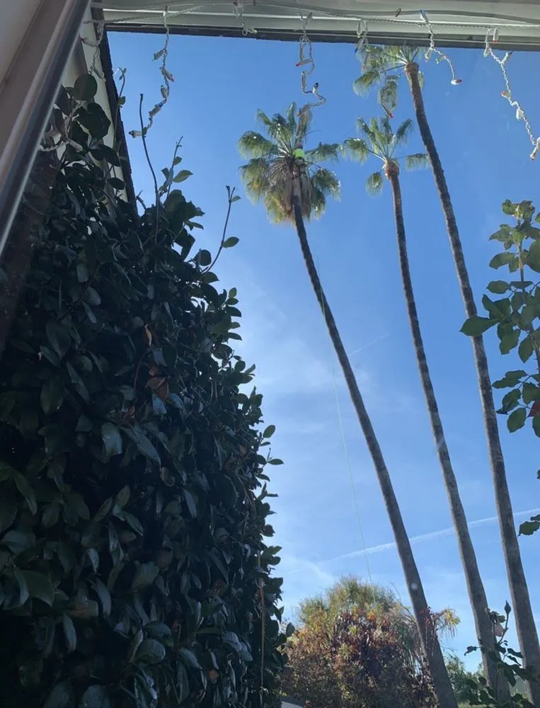 Expert yard maintenance for residential properties in San Fernando Valley, CA by Balderas Jr Tree Service