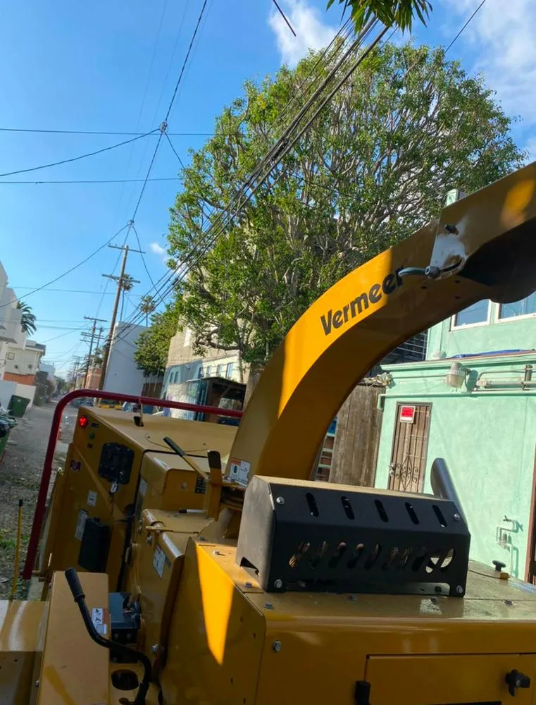 Reliable yard cleanup service for beautiful yards in San Fernando Valley, CA by Balderas Jr Tree Service