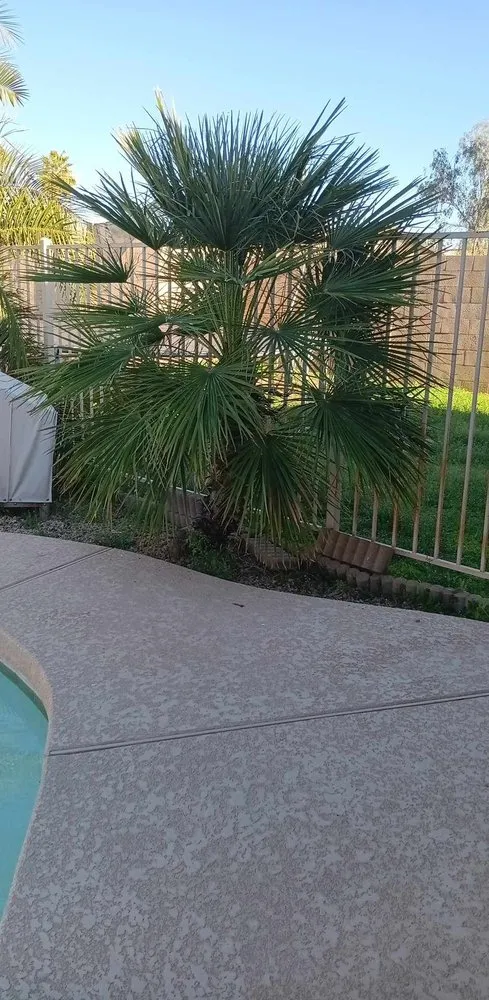 Reliable yard cleanup service experts serving Phoenix, AZ - Balderas Landscape