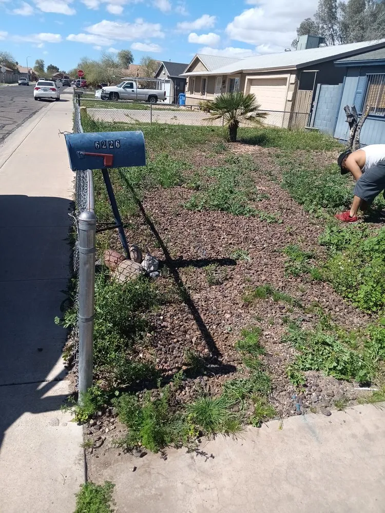 Reliable garden landscaping for year-round maintenance in Phoenix, AZ by Balderas Landscape