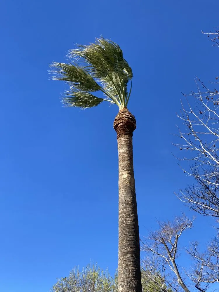 Local residential landscaping in Panorama City, CA - Balderas Landscaping & Tree Service