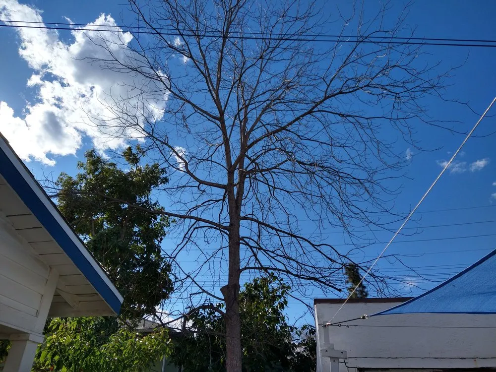 Trusted outdoor landscaping for beautiful yards across Panorama City, CA - Balderas Landscaping & Tree Service