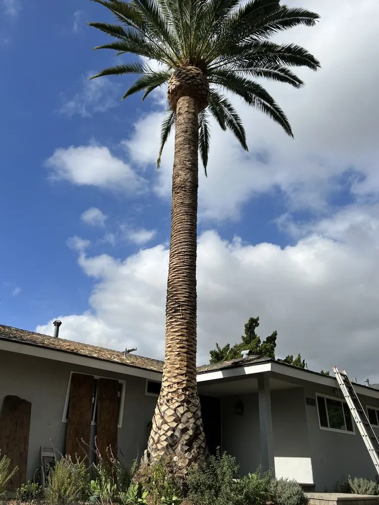 Expert lawn mowing service for residential properties across Panorama City, CA - Balderas Landscaping & Tree Service