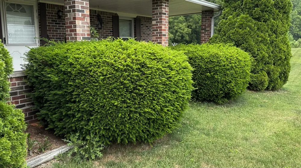 Affordable lawn mowing service experts serving Martinsville, IN - Bales Lawn Maintenance