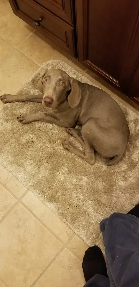 Professional landscape installation in Grosse Ile, MI - Ball Family Lawn Maintanence