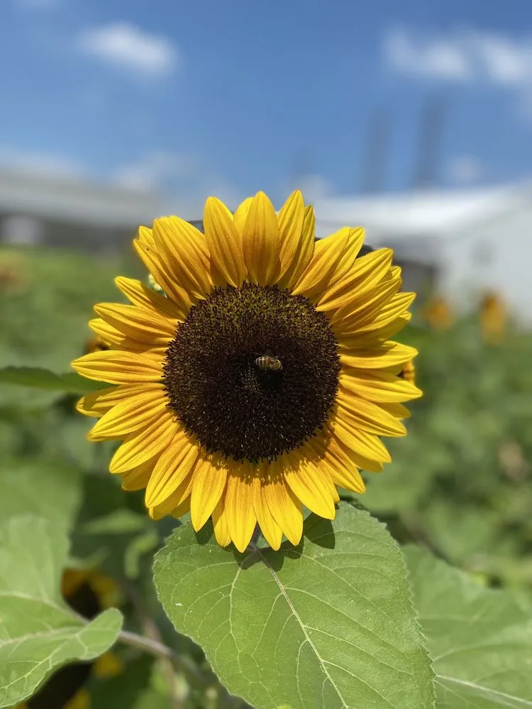 Custom residential landscaping in West Chicago, IL by Ball Horticultural