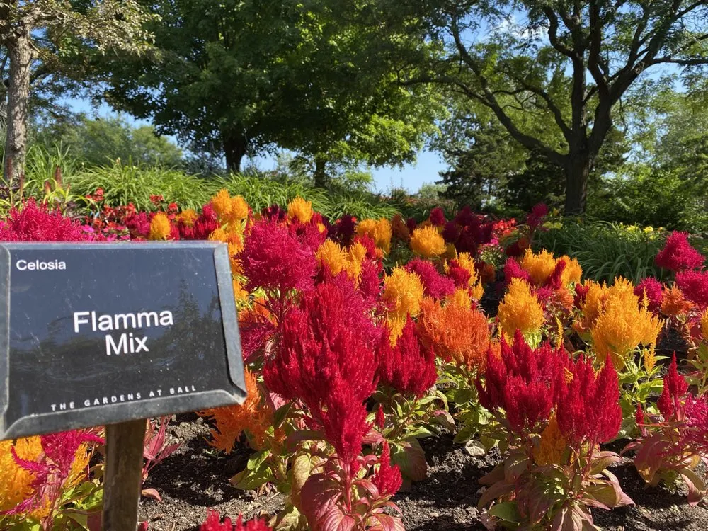 Professional lawn mowing service experts serving West Chicago, IL - Ball Horticultural