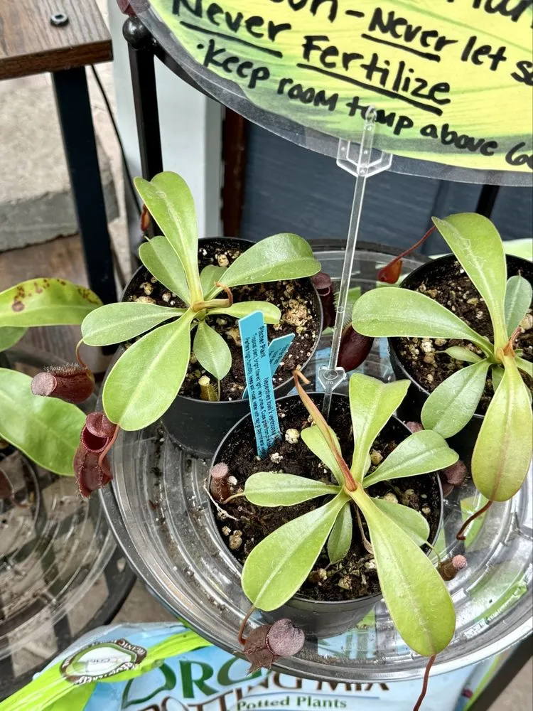 Professional yard maintenance in Liverpool, NY by Ballantyne Gardens