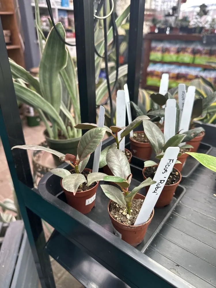 Local lawn care service in Liverpool, NY - Ballantyne Gardens