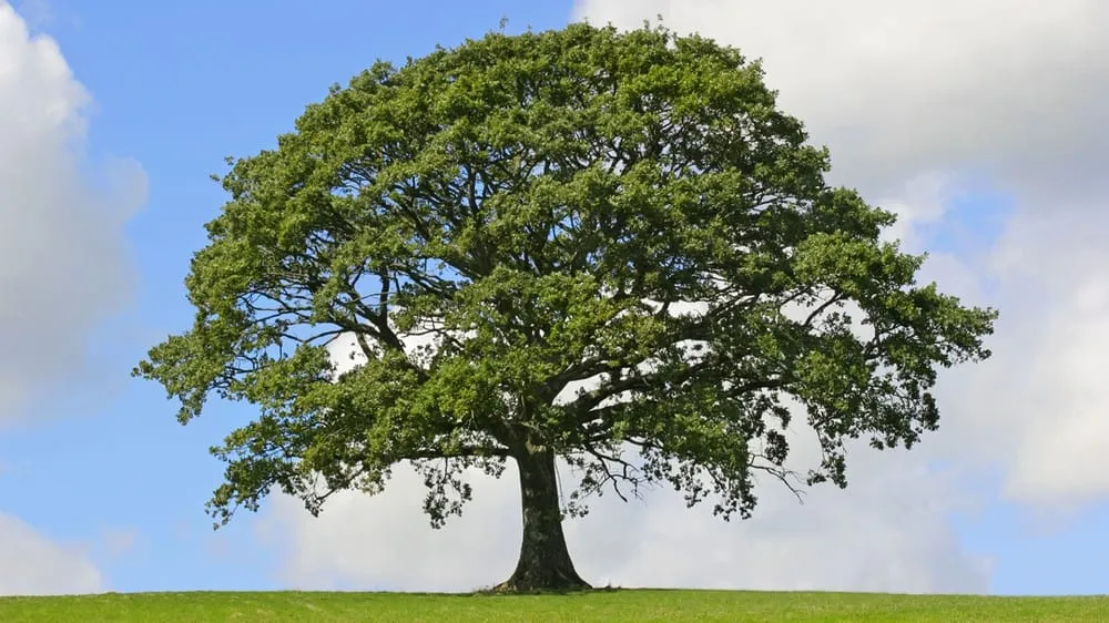 Reliable landscape design near you in Crownsville, MD by Ballard Enterprises