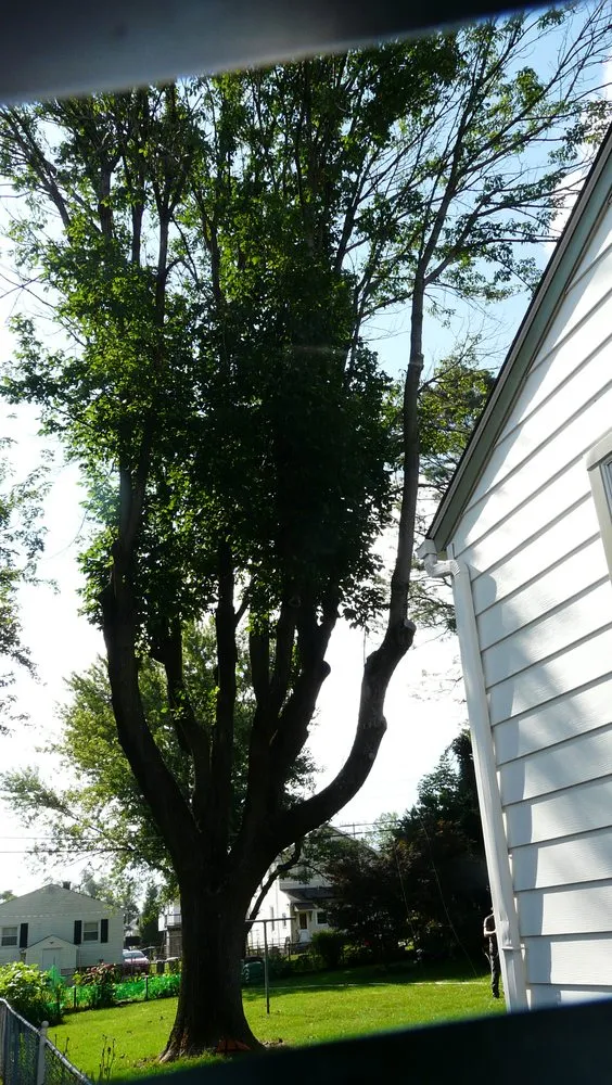 Top-rated yard cleanup service experts serving Crownsville, MD - Ballard Enterprises