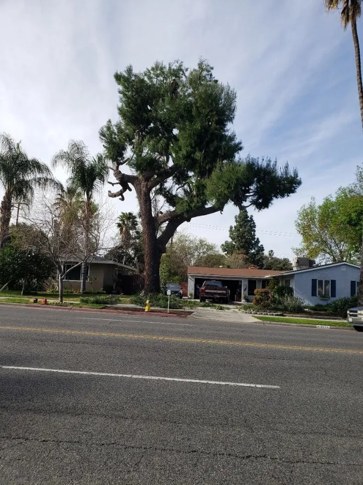 Reliable lawn care service for beautiful yards in Riverside, CA by Ballinas Tree and Landscaping Service