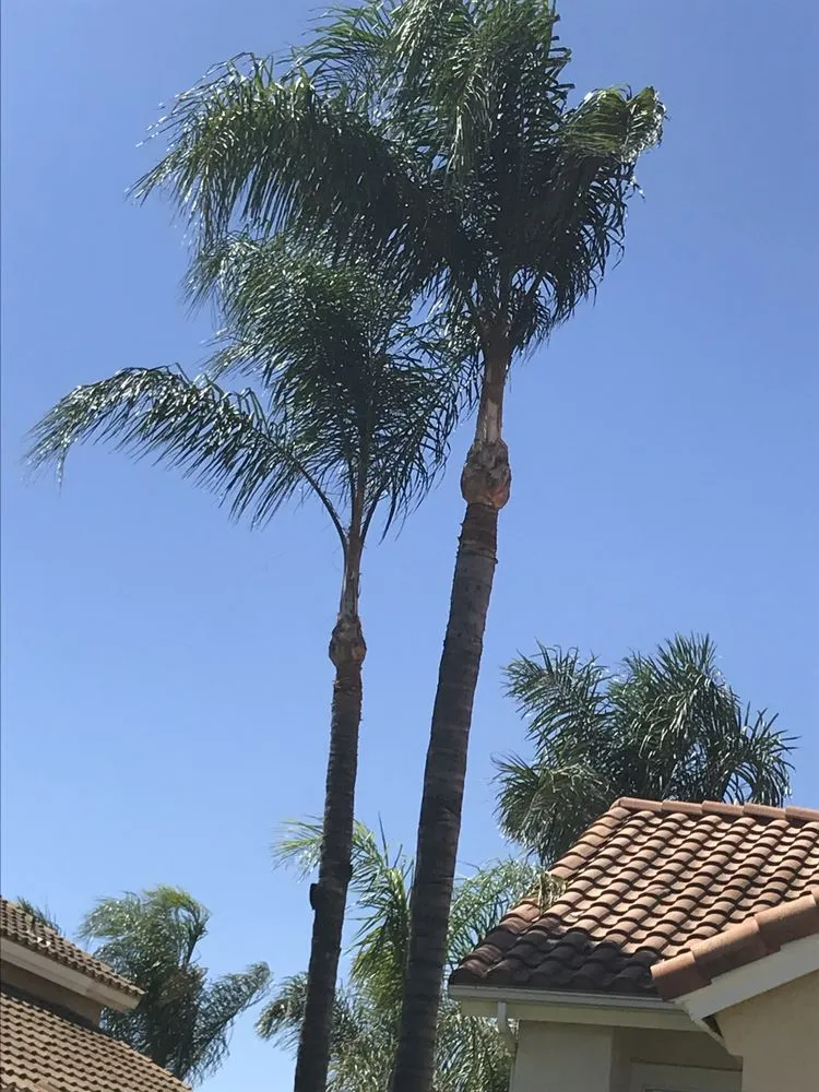 Top-rated yard maintenance for outdoor upgrades across Riverside, CA - Ballinas Tree and Landscaping Service