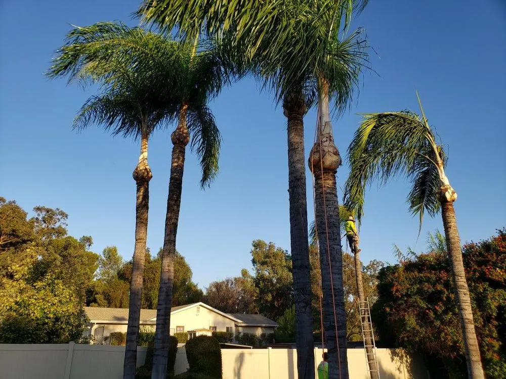 Trusted landscape design experts serving Riverside, CA - Ballinas Tree and Landscaping Service